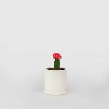 Most grafted cacti do best in indirect light. Moon Cactus Mini Ceramic Pot Grafted Cactus