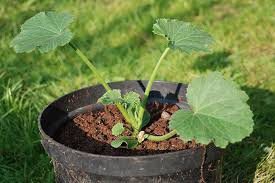It matures quickly, so there's no reason to try to get ahead. How To Grow Zucchini In Containers Gardener S Path