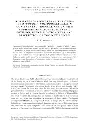 Image result for Cassipourea congoensis