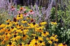 Collecting and Saving Florida Native Wildflower Seeds