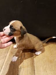 It reduces the stress involved in traveling with animals. Boxer Puppies For Sale In Orlando Fl