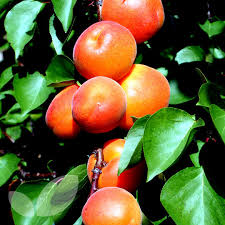 Moorpark apricot tree prunus armeniaca 'moorpark' moorpark apricots are sweet and juicy. Apricot Early Moorpark Fruit Trees For Sale