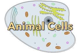 Would you find the nucleolus in an animal cell? What Is An Animal Cell Facts Pictures Info For Kids Students