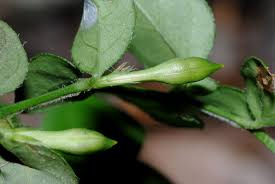 Image result for Justicia stachytarphetoides