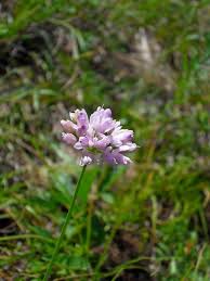 Image result for Alliaceae