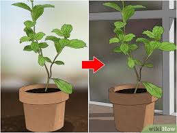 Water once or twice per week. 3 Easy Ways To Keep Outdoor Plants Watered When You Re On Vacation