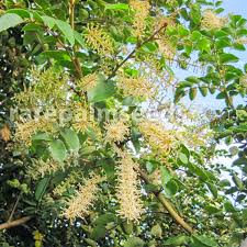 Image result for Grewia avellana