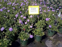 Image result for Scabiosa columbaria