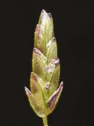 Image result for Eragrostis porosa