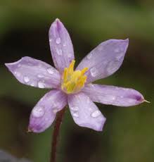 Image result for Xerophyta scabrida