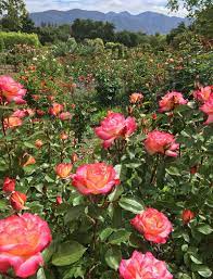 Pin On Roses In The Garden