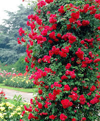 Paul S Scarlet Climber Kletterrosen Kletterrose Pflanzen