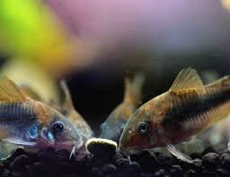 Caresheet Bronze Corydoras Corydoras Aeneus Aquariadise Tropical Fish Tanks Freshwater Aquarium Freshwater Aquarium Fish