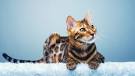 Bengal Cat Standards and Behavior - REGISTERED BENGALS