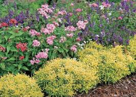 Image result for Pentas