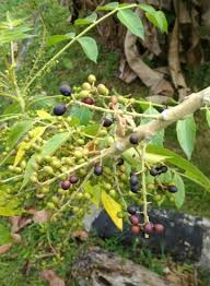 Image result for Brucea