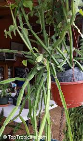 Image result for Cissus quadrangularis