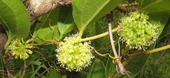 Image result for Smilax anceps