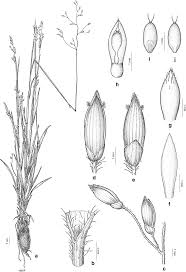Image result for Panicum pectinellum