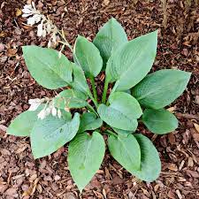 We did not find results for: Blue Angel Hosta Growing Hosta Blue Plantain Lily Giant Hostas