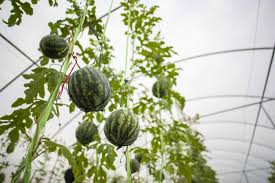 Riesenauswahl an produkten für zuhause. 10 Diy Watermelon Trellis Ideas Grow Watermelons Vertically Outdoor Happens Homestead