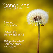 Dandelions Poem By Grace 7 Years Old Dandelion Flower Soft Picking Flowers