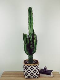 Image result for Euphorbia ingens