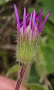 Image result for Senecio speciosus