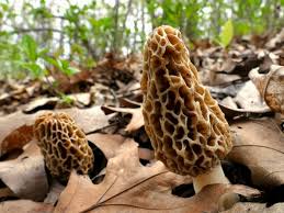 Hence the word mushroom is most often applied to those fungi (basidiomycota, agaricomycetes) that have a stem (), a cap (), and gills (lamellae, sing. Nature S Treats How To Find Morel Mushrooms And Other Wild Edibles Wisconsin Public Radio