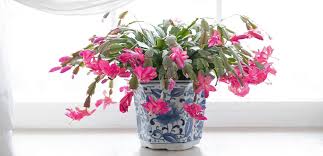 The christmas cactus (the schlumbergera x buckleyi) is a gorgeous plant from the cacti family. Tips On Caring For A Christmas Cactus Plant Perfect