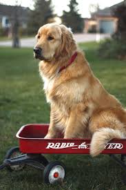 Ok This Dog Is Not Happy To Be Sitting In This Small Wagon But A Golden Will Do Anything To Make Us Ha Golden Retriever Dogs Golden Retriever Labrador Dog