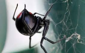 In addition to the typical hourglass marking on the underside of their abdomen, immature black widow spiders can vary greatly in the way they are marked on the top of their back. Black Widow Spiders Found On Us Warship