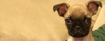 Find a french bulldog pug mix to add to your family? Frenchie Pug Dog Breed Facts And Information Wag Dog Walking