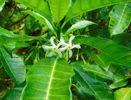 Image result for Tabernaemontana penduliflora