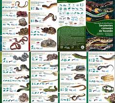 Snakes Of Belize Belize Animals Caribbean Critters
