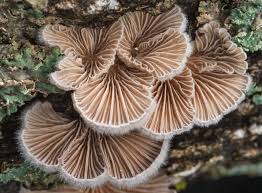 Image result for Schizochilus