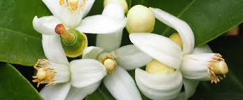 Maybe you would like to learn more about one of these? Florida State Flower The Orange Blossom Proflowers Blog