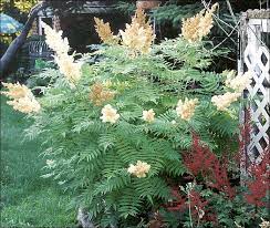 My Favorit Plants Shade Gardens Shade Garden Shade Plants Plants