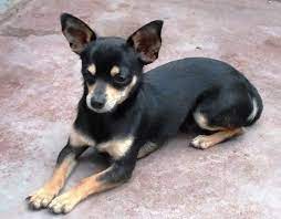 Chihuahua Cabeza De Venado Negro Como Es Y Como Cuidarlo
