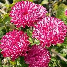 Pin On Garden Flowers Delicasies Of Color