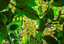 Image result for Cybistax antisyphilitica