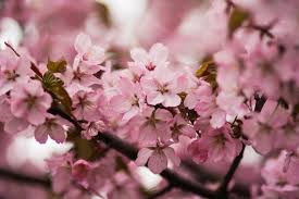 Most species are found in asia but it is generally well distributed all over the world. Top 10 Most Beautiful Flowers In The World Steemkr