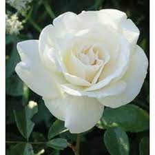 Maybe you would like to learn more about one of these? Tanaman Hidup Bunga Mawar Putih Shopee Indonesia