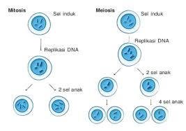 Pembelahan sel pembelahan sel dibedakan menjadi dua macam, yaitu pembelahan mitosis dan pembelahan meiosis. Sebutkan Perbedaan Antara Pembelahan Mitosis Dan Meiosis Idn Paperplane