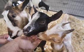Goats The New It Animal With Videos Animals Goats Cute Goats
