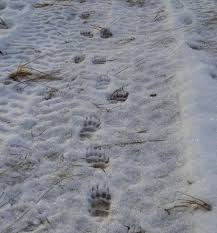 Auf hinweise achten, um tierspuren einzuordnen. Tierspuren Quiz Wer Schritt Hier Durch Den Schnee Geo