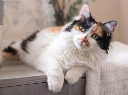 But dilute calicos are even rarer, sporting faded colors that make the cat appear pastel. Calico Cats Details And Breeds
