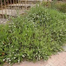 Image result for Eriocephalus racemosus