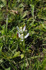 Image result for Monopsis stellarioides