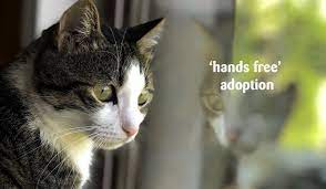 How To Adopt